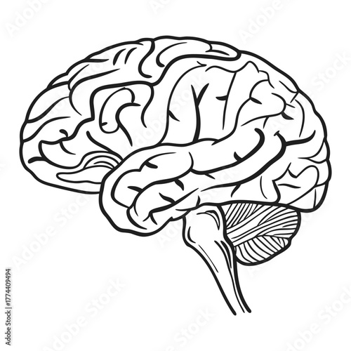 Human Brain Line Art Vector. Minimalist Anatomy Illustration. Medical and Science Concept Design.