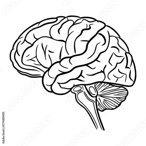 Human Brain Line Art Vector. Minimalist Anatomy Illustration. Medical and Science Concept Design.