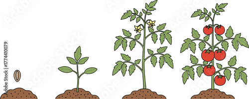Tomato plant growth stages from seed to ripe fruit, gardening cycle, plant development, agriculture concept, educational biology illustration