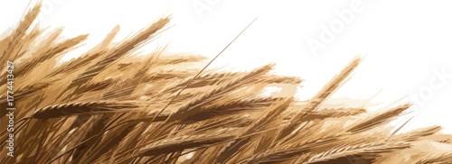 Close-up of golden wheat field blurred background for agriculture and harvest concepts