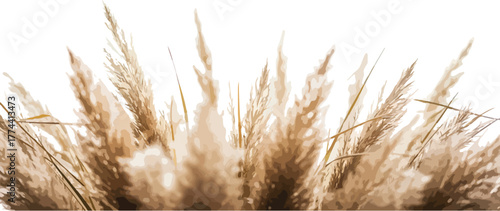 Close-up of pampas grass plumes a natural beige texture ideal for backgrounds