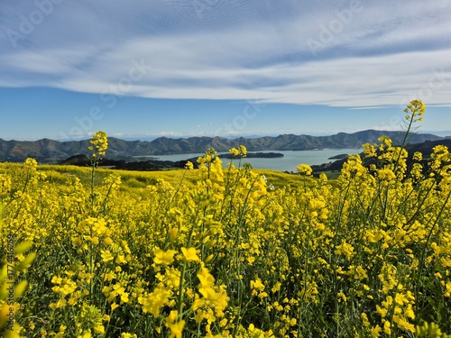 Canola Fields in Bloom at Orton Bradley Park, Banks Peninsula, New Zealand