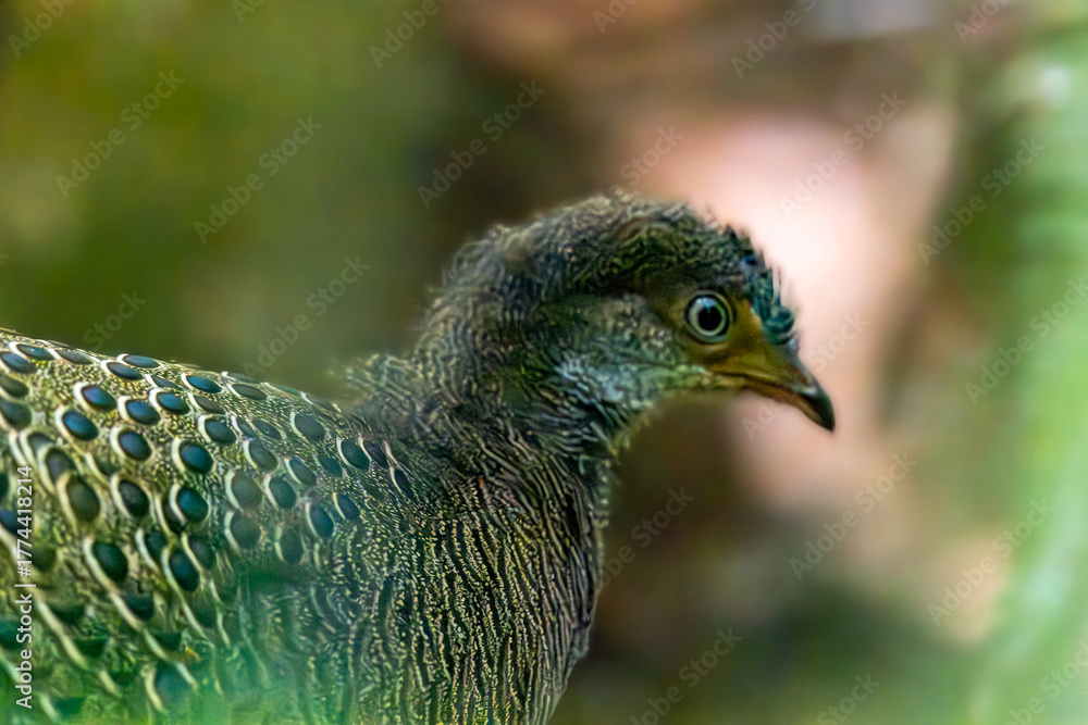 Obraz premium Grey peacock-pheasant (Polyplectron bicalcaratum), also known as Burmese peacock-pheasant at Dehing-Patkai NP, Assam
