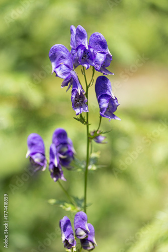 Aconitum sp. in the natural environment of the Carpathian Mountains. Aconitum moldavicum blooms in the Carpathian Mountains.