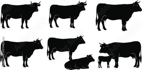 Cow silhouettes vector set, farm animal illustration, black cattle shapes, livestock poses, rural agriculture design, domestic bovine collection, editable graphic