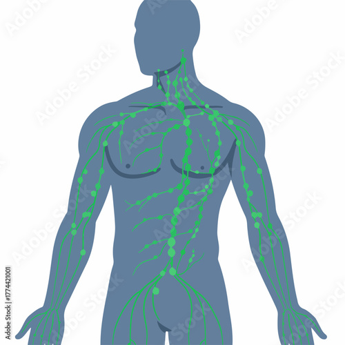 Simple Flat Illustration Lymphatic System Human Anatomy Education Chart