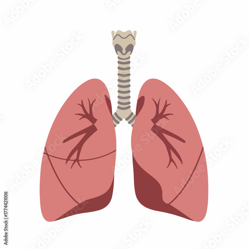 Simple Flat Lungs and Trachea Detailed Human Anatomy Organ Illustration