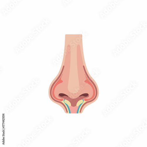 Detailed Anatomical Illustration of Human Nose Structure Medical Diagram