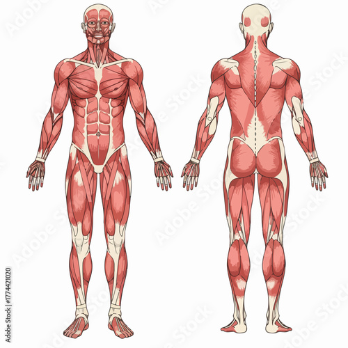 Detailed Anatomical Illustration of Human Muscle System Anterior and Posterior View