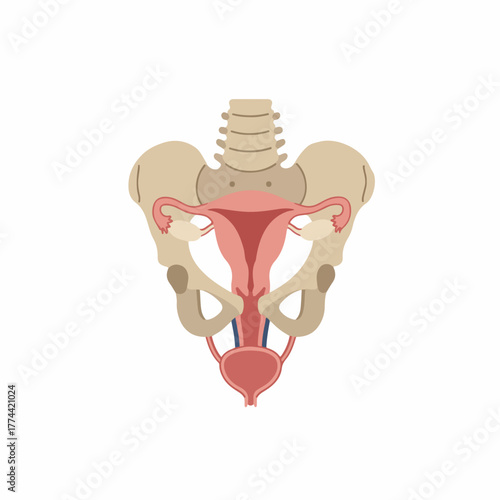 Flat Illustration of Human Female Reproductive System with Pelvic Bone