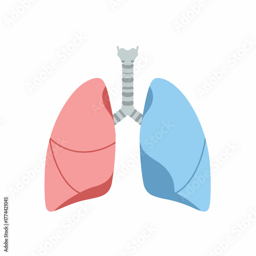 Flat Design Two Colored Lung Anatomy Medical Organ Illustration