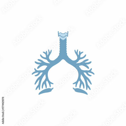 Simple Flat Design Human Lungs Respiratory System Internal Organ Anatomy Illustration