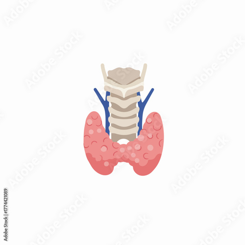 Simple Flat Thyroid Gland Anatomy Structure Medical Organ Illustration