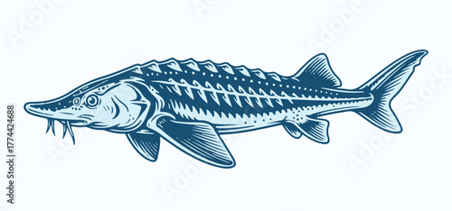 Sturgeon Fish Vector Design