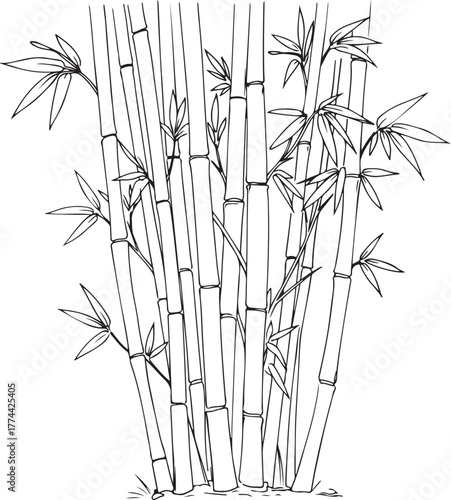Line drawing illustration of a dense cluster of bamboo stalks plant nature