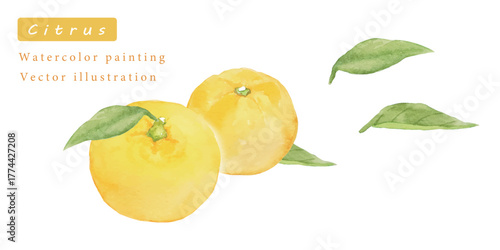 ゆずの水彩ベクターイラスト