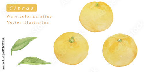 ゆずの水彩ベクターイラスト