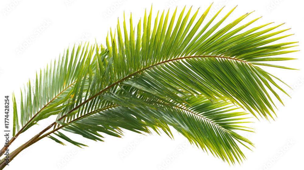 Fototapeta premium Green palm fronds with yellow tips isolated on transparent background