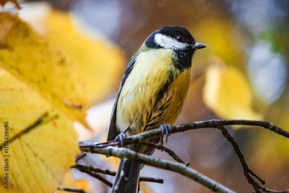 Naklejka premium Great tit bird sitting on a wet tree branch during autumn rain, soaked feathers and bright yellow plumage, atmospheric wildlife portrait with forest background.