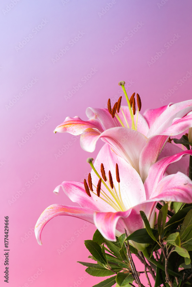 Fototapeta premium beautiful pink lilies against a soft gradient background