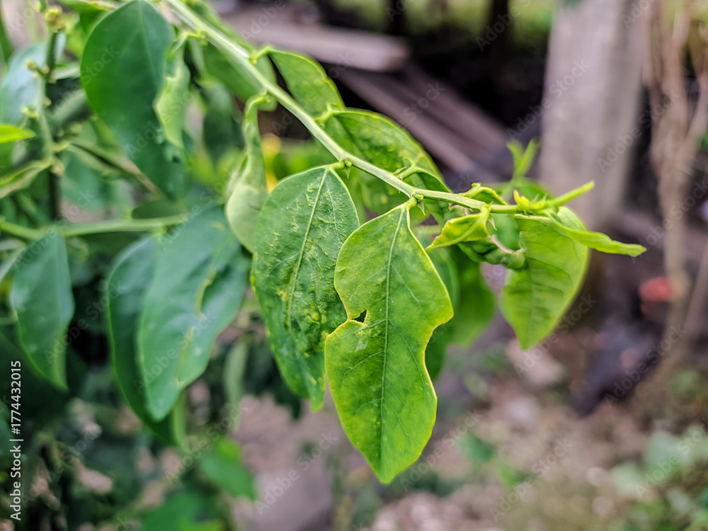 Obraz premium green plant with water droplets