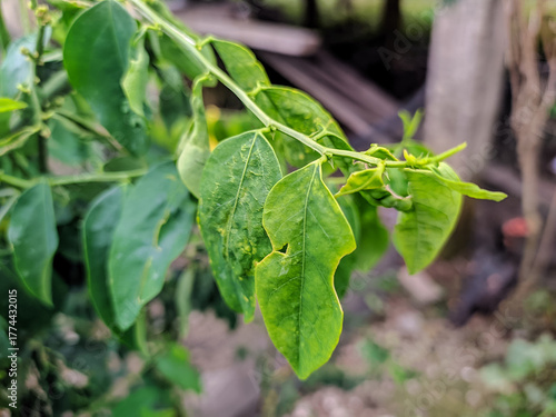 green plant with water droplets