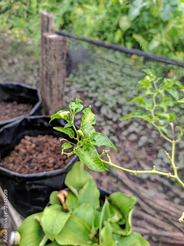 organic vegetable garden