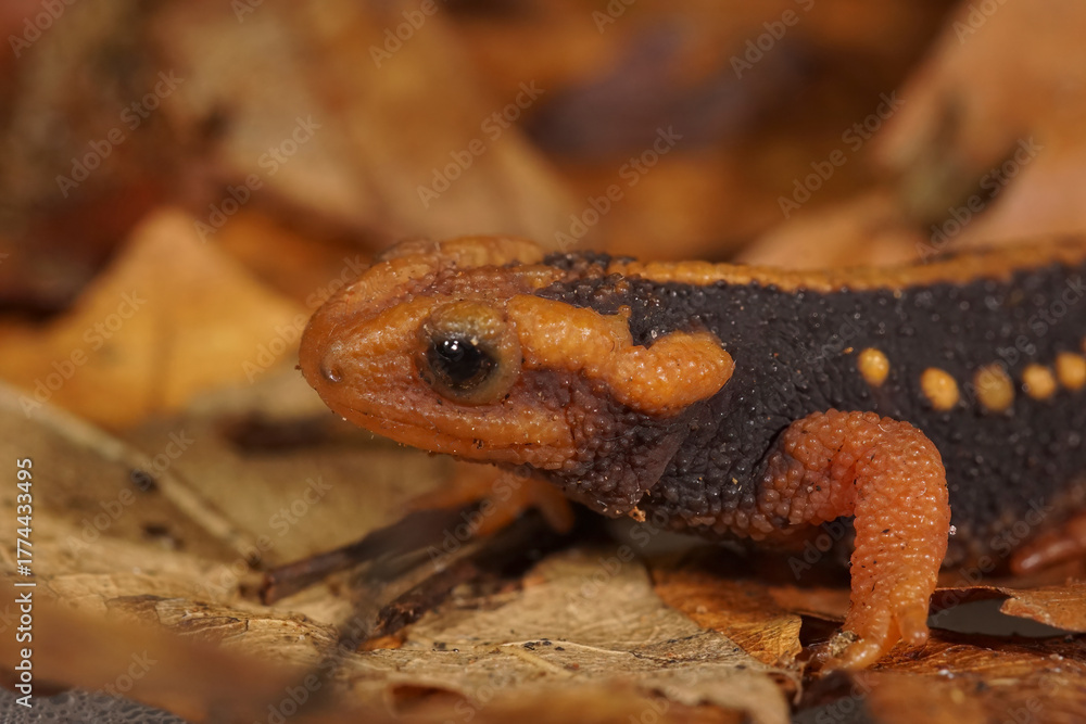 Obraz premium Closeup on the orange colored Asian Mandarin newt, Tylototriton shanjing posing on dried leaves