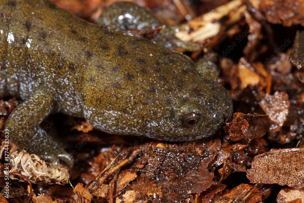 Naklejka premium Closeup on the endangered Japanese Oita salamander, Hynobius dunni