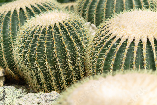 Fotografie Golden barrel cacti thrive in arid desert landscape setting