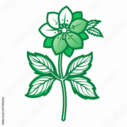  hellebore green gambler line art on white background