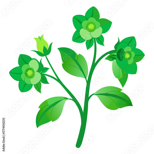  hellebore green gambler