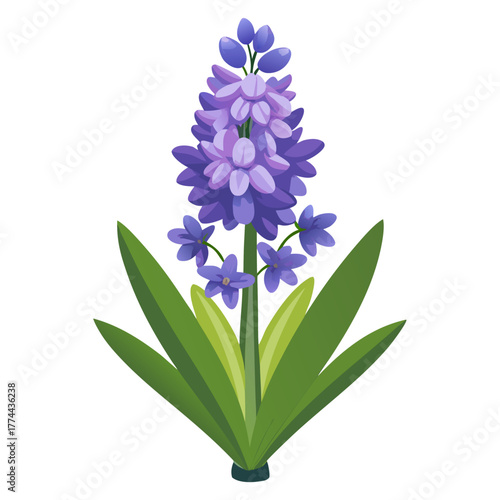hyacinthoides popup eria
