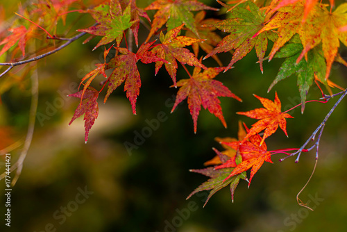 Closeup and crop the vibrant colors of a Japanese maple tree in autumn season on blurred background.