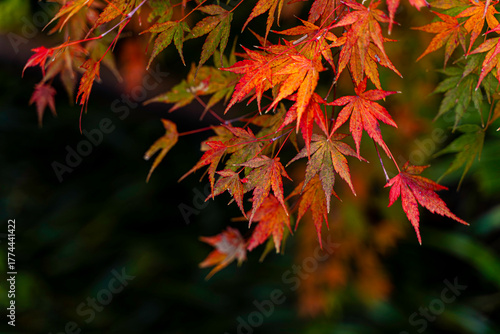 Closeup and crop the vibrant colors of a Japanese maple tree in autumn season on blurred background.