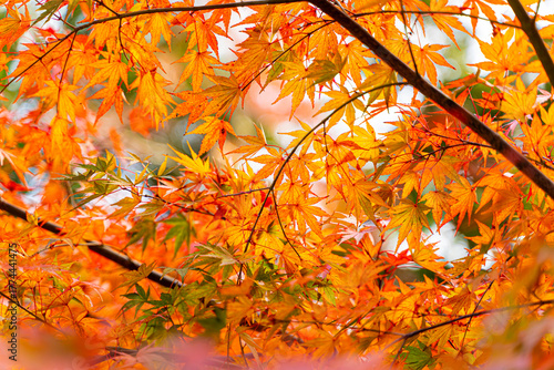 Scenery of the vibrant orange color of Japanese maple tree branch in autumn season.