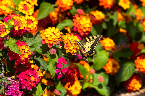 Old World Swallowtail Papilio machaon on vibrant Lantana camara flowers, France, Corsica, Apietto, 14 June 2025