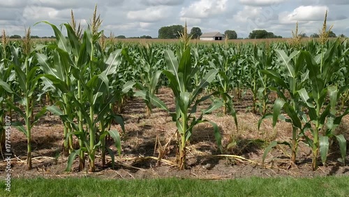 Agricultural  Plants Developing and Maturing During the Warmest Period of the Year on a