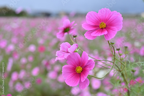 コスモス畑