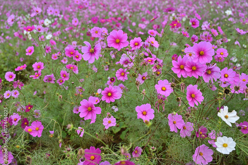 コスモス畑