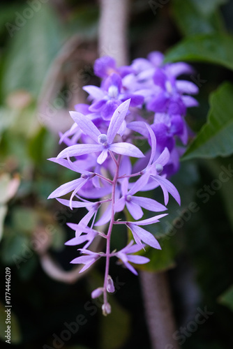Purple wisteria flower in the garden. (Petrea volubilis)