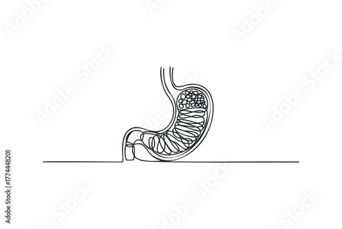Single line drawing of human stomach with contents