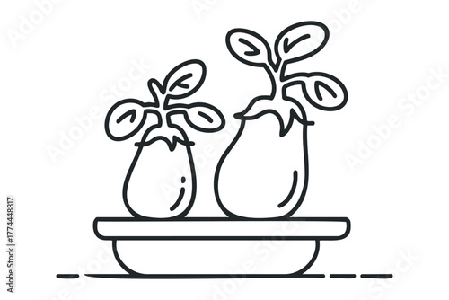 Two eggplants growing in a pot