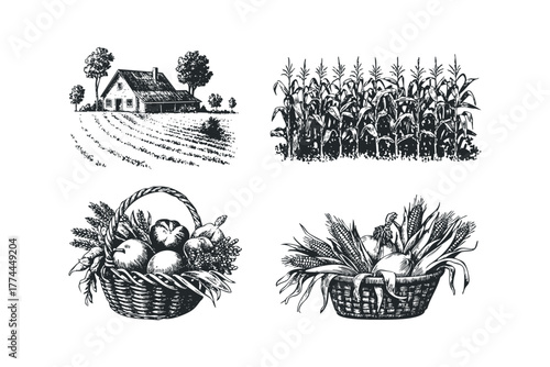 Farmhouse Amidst Rows of Growing Corn and Harvest Baskets