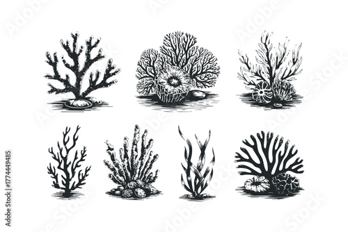 Assortment of black and white marine flora sketches