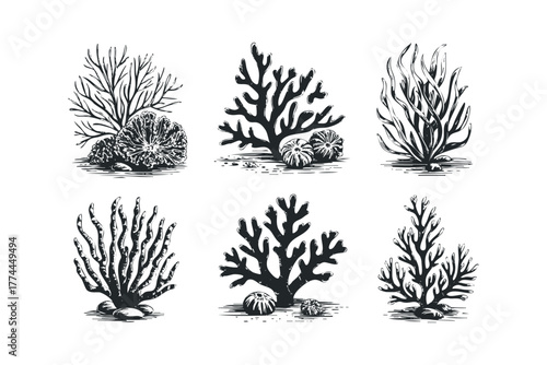 Set of six black and white coral and sea anemone drawings