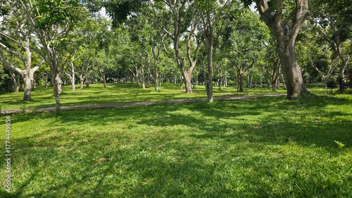 Green Park with Trees and Sunlight in Summer
