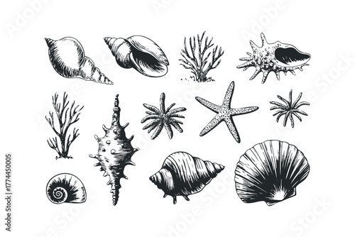 Collection of Hand Drawn Seashells and Coral Studies