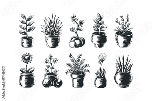 Collection of potted plants in sketch style