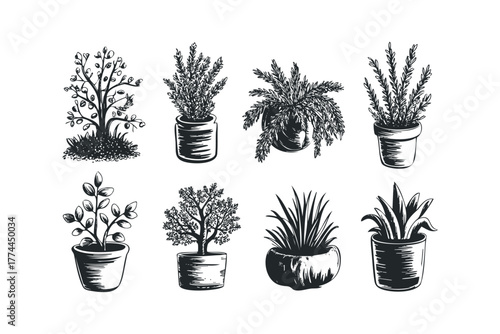 Group of potted plants variety of foliage and branch styles